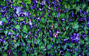 Khaled Sabsabi, Conference of one's self, Australien, Kunstbiennale von Venedig 2026